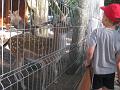 minizoo 24